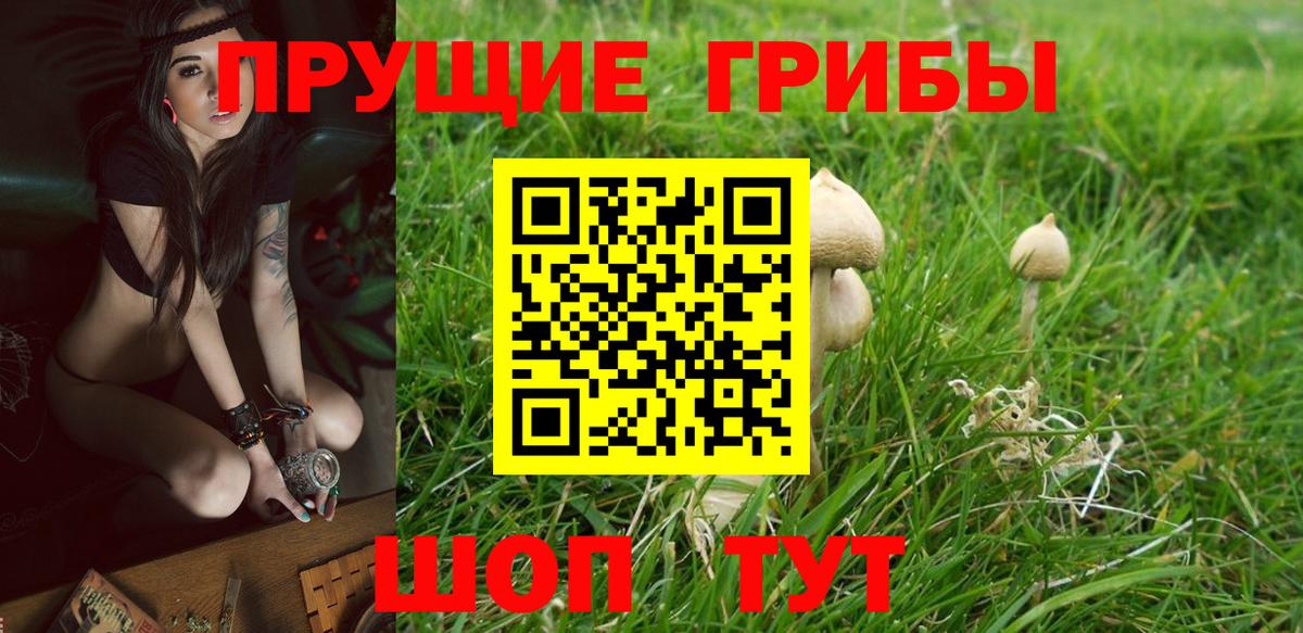 Галлюциногенные грибы Psilocybe Верхняя Пышма